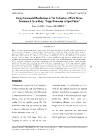 Using Commercial Bumblebees in the Pollination of Field Grown Tomatoes a Case Study: “Caged Tomatoes in Open Fields”