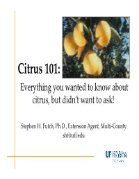 Citrus 101: Everything You Wanted to Know About Citrus, but Didn’T Want to Ask!