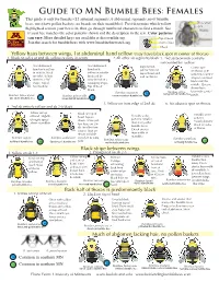 Guide to MN Bumble Bees: Females