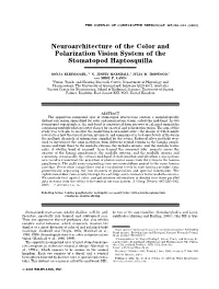 Neuroarchitecture of the Color and Polarization Vision System of the Stomatopod Haptosquilla