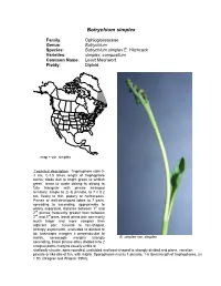 Botrychium Simplex