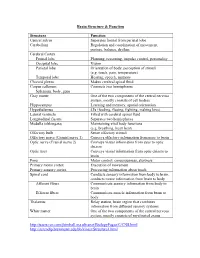 Brain Structure & Function Structure Function Central Sulcus Separates