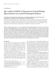 Egr-1 Induces DARPP-32 Expression in Striatal Medium Spiny Neurons Via a Conserved Intragenic Element