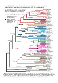 Figure S2. Strict Consensus of Four Maximum Parsimony Trees for 21AA Data Set Plus Bootstrap Values (Above Branches) from 20AA (Left) and 21AA (Right) Analyses