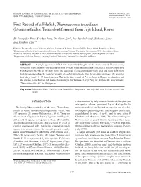 First Record of a Filefish, Thamnaconus Tessellatus (Monacanthidae: Tetraodontiformes) from Jeju Island, Korea