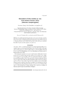 Description of Echo Candens Sp. Nov. From