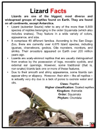 Lizard Facts Lizards Are One of the Biggest, Most Diverse and Widespread Groups of Reptiles Found on Earth