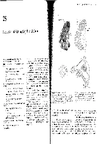 Perception of Motion, Depth, and Form 549
