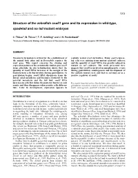 Structure of the Zebrafish Snail1 Gene and Its Expression in Wild-Type