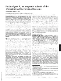 Pectate Lyase A, an Enzymatic Subunit of the Clostridium Cellulovorans Cellulosome