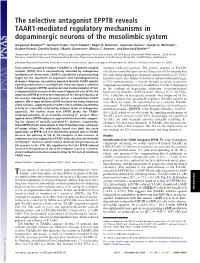 The Selective Antagonist EPPTB Reveals TAAR1-Mediated Regulatory Mechanisms in Dopaminergic Neurons of the Mesolimbic System