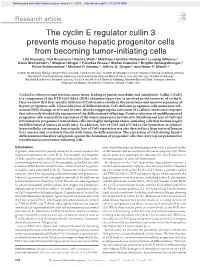 The Cyclin E Regulator Cullin 3 Prevents Mouse