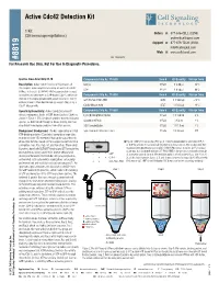 Active Cdc42 Detection Kit 2012 09/20 B a Additional Materialsrequired D C #8819 NOTE: Add1mmpmsfimmediatelypriortouse