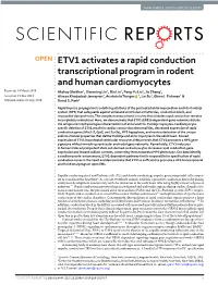ETV1 Activates a Rapid Conduction Transcriptional Program in Rodent