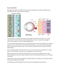 How Your Eyes Work When Light Rays Reflect Off an Object and Enter The