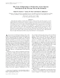 The Cost of Expression of Escherichia Coli Lac Operon Proteins Is in the Process, Not in the Products