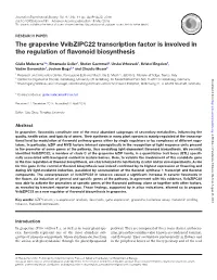 The Grapevine Vvibzipc22 Transcription Factor Is Involved in the Regulation of Flavonoid Biosynthesis