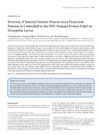 Diversity of Internal Sensory Neuron Axon Projection Patterns Is Controlled by the POU-Domain Protein Pdm3 in Drosophila Larvae