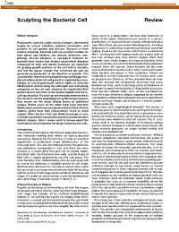 Sculpting the Bacterial Cell Review