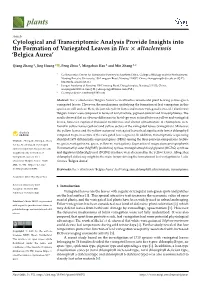 Cytological and Transcriptomic Analysis Provide Insights Into the Formation of Variegated Leaves in Ilex × Altaclerensis ‘Belgica Aurea’
