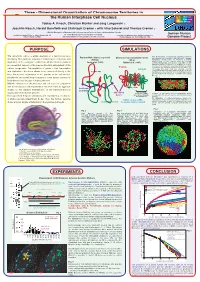 Dimensional Organization of Chromosome Territories In