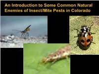 An Introduction to Some Common Natural Enemies of Insect/Mite Pests in Colorado Natural Controls