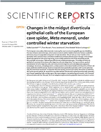 Changes in the Midgut Diverticula Epithelial Cells of the European