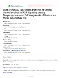 Spatiotemporal Expression Patterns of Critical Genes Involved in FGF Signaling During Morphogenesis and Odontogenesis of Deciduous Molar in Miniature Pig