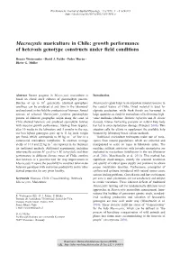 Macrocystis Mariculture in Chile : Growth Performance of Heterosis