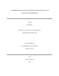 A HIGH-RESOLUTION MOLECULAR METHOD for IDENTIFICATION of SMALLTOOTH SAWFISH PREY a Thesis Presented to the Faculty of the Colleg