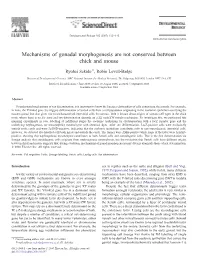 Mechanisms of Gonadal Morphogenesis Are Not Conserved Between Chick and Mouse ⁎ Ryohei Sekido , Robin Lovell-Badge