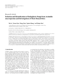 Research Article Isolation and Identification of Endophytic Fungi from Actinidia Macrosperma and Investigation of Their Bioactiv