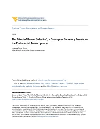 The Effect of Bovine Galectin-1, a Conceptus Secretory Protein, on the Endometrial Transcriptome