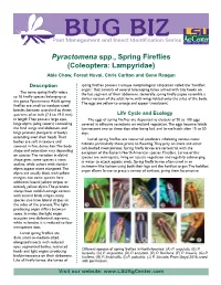 Pyractomena Spp., Spring Fireflies (Coleoptera: Lampyridae) Able Chow, Forest Huval, Chris Carlton and Gene Reagan