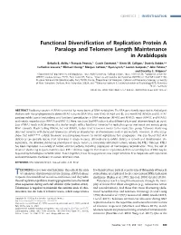 Functional Diversification of Replication Protein A