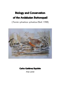 Biology and Conservation of the Andalusian Buttonquail (Turnix Sylvaticus Sylvaticus Desf