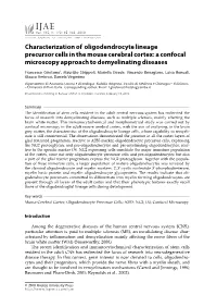 Characterization of Oligodendrocyte Lineage Precursor Cells in the Mouse Cerebral Cortex: a Confocal Microscopy Approach to Demyelinating Diseases