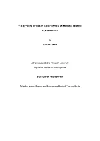 THE EFFECTS of OCEAN ACIDIFICATION on MODERN BENTHIC FORAMINIFERA by Laura R. Pettit a Thesis Submitted to Plymouth University I