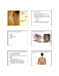 The Urinary System