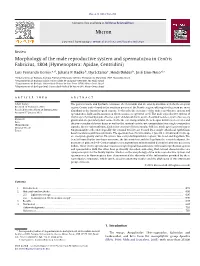 Morphology of the Male Reproductive System and Spermatozoa in Centris