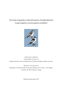 The Female Wing Patch in Collared Flycatchers (Ficedula Albicollis) a Sign of Quality Or Merely a Genetic Correlation?