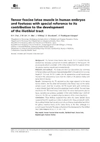 Tensor Fasciae Latae Muscle in Human Embryos and Foetuses with Special Reference to Its Contribution to the Development of the Iliotibial Tract K.H