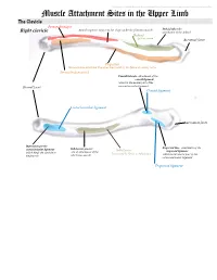 Muscle Attachment Sites in the Upper Limb