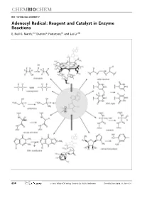 Adenosyl Radical: Reagent and Catalyst in Enzyme Reactions E