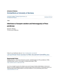 Inheritance of Isozyme Variation and Heterozygosity in Pinus Ponderosa