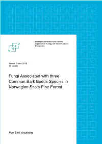 Fungi Associated with Three Common Bark Beetle Species in Norwegian