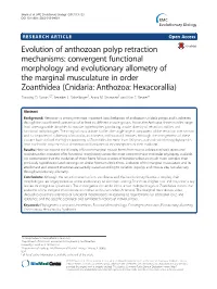 Evolution of Anthozoan Polyp Retraction Mechanisms: Convergent