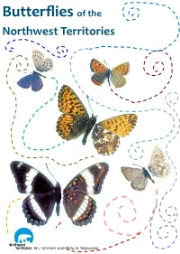 Butterflies in the NWT Is Easy