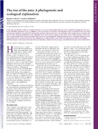 The Rise of the Ants: a Phylogenetic and Ecological Explanation