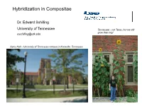 Hybridization in Compositae